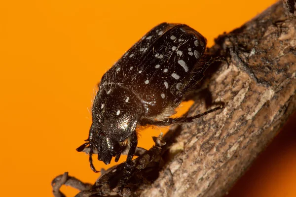 Oxythyrea Funesta Phytophagous Beetle Species Belonging Family Cetoniidae Subfamily Cetoniinae — Stock Photo, Image
