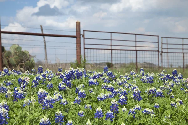 Texas bluebonnets en ranch hek in het Heuvelland van Texas — Stockfoto