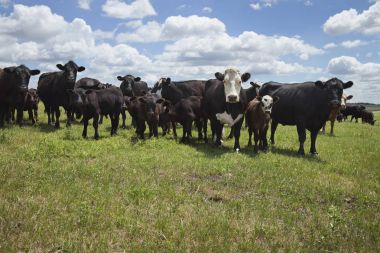 Cows and calves on South Dakota farm clipart