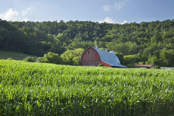 Velho celeiro vermelho perto de campo de milho abaixo colinas arborizadas em um verão ensolarado — Fotografia de Stock
