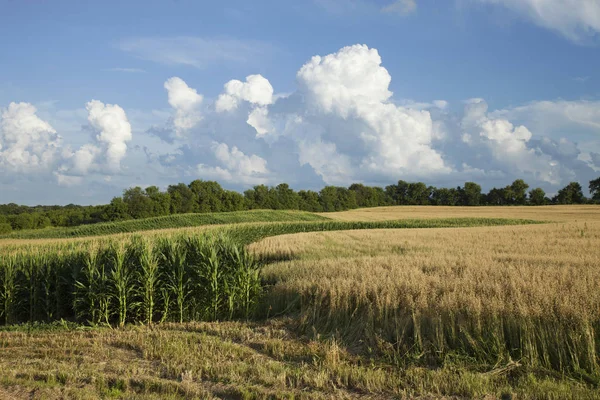 玉米和小麦字段在明尼苏达州灿烂夏日 — 图库照片