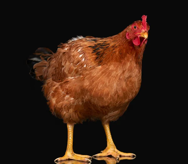 Pollo sobre fondo negro, un animal de primer plano — Foto de Stock