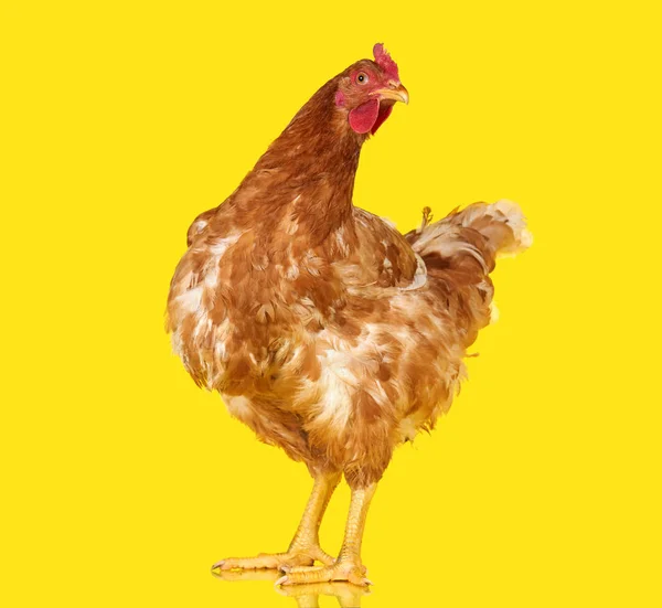 Pollo posa su sfondo giallo isolato, un animale primo piano — Foto Stock