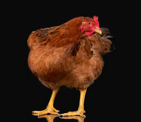 Pollo posando sobre fondo negro aislado, un animal de primer plano — Foto de Stock