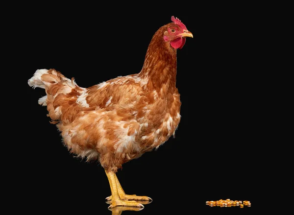 Pollo con semilla de maíz sobre fondo negro aislado, un animal de primer plano — Foto de Stock