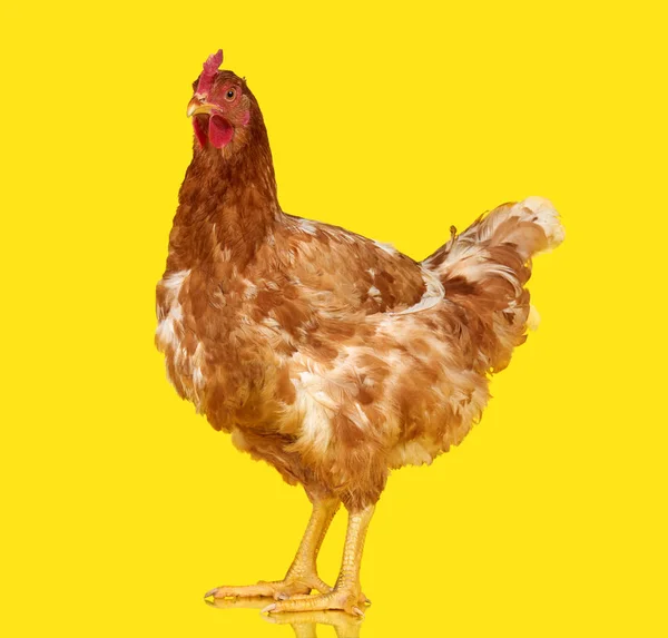 Pollo su fondo giallo isolato, un animale da primo piano — Foto Stock