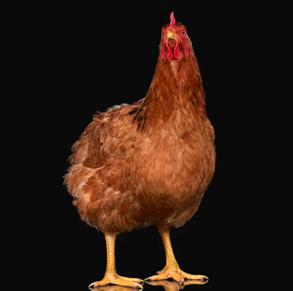 Chicken on black background, one closeup animal — Stock Photo, Image