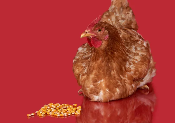 Huhn auf rotem Hintergrund, isoliertes Objekt, ein Großaufnahme-Tier — Stockfoto