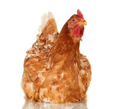 Tavuk beyaz arka plan, yalıtılmış nesne, bir closeup hayvan