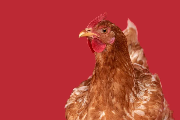 Pollo su sfondo rosso, oggetto isolato, un animale da primo piano — Foto Stock