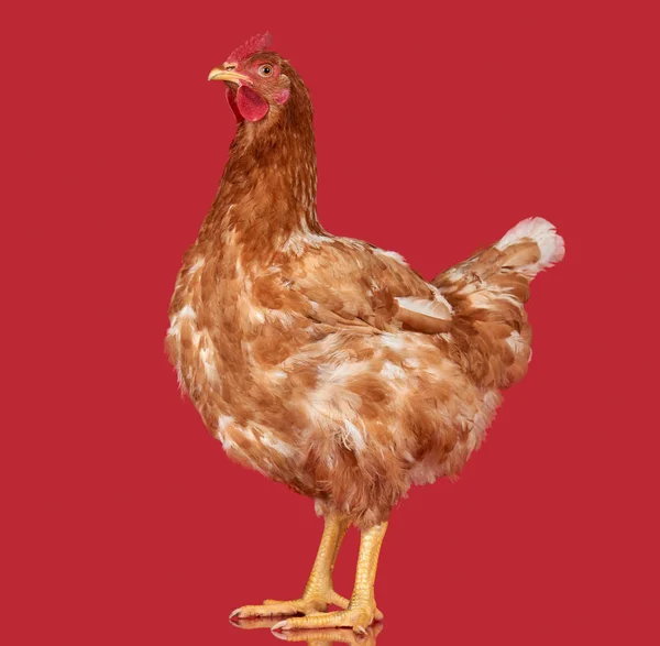 Chicken on red background, isolated object, one closeup animal — Stock Photo, Image