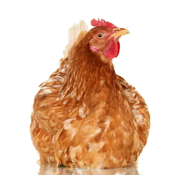 Chicken on white background, isolated object, one closeup animal — Stock Photo, Image