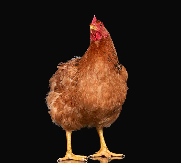 Pollo su sfondo nero isolato, un animale da primo piano — Foto Stock