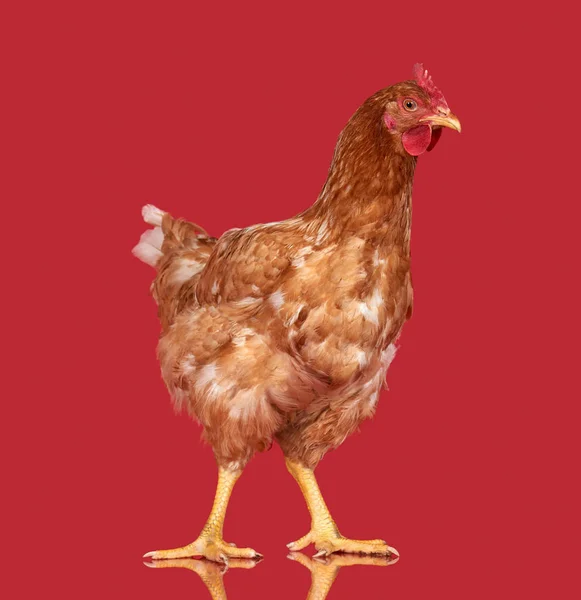 Kyckling på röd bakgrund, isolerade objekt, en närbild djur — Stockfoto