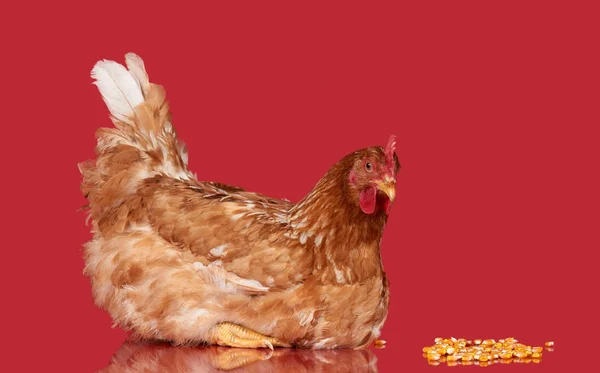Kurczak na czerwonym tle, na białym tle obiekt, jeden zbliżenie zwierzę — Zdjęcie stockowe