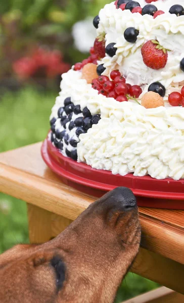 Summer cake, decorated with berries, outdoors — Stock Photo, Image