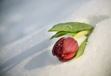 Kırmızı lale, karda yalan tatil için bekleyen, bahar