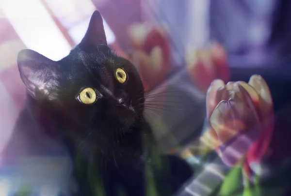 Gato negro establece en la ventana — Foto de Stock