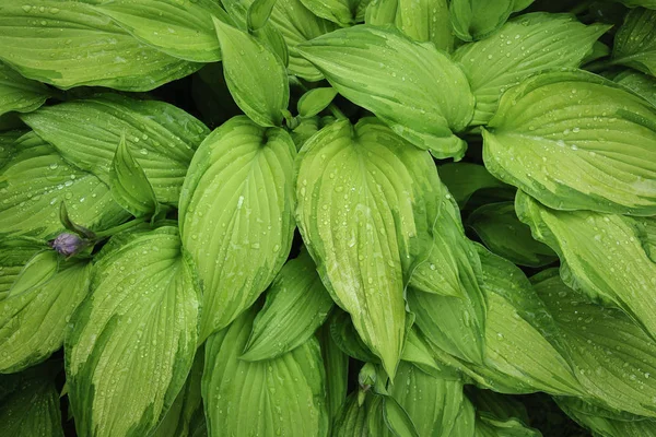 Nasse Blätter Des Hosta Fortunei Goldstandards Stockfoto