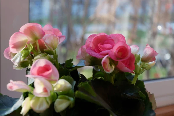 Begonia Fiorita Vaso Sulla Finestra Fiori Casa — Foto Stock