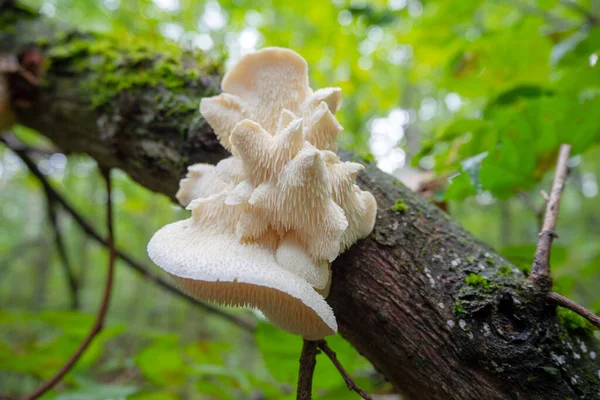 Unusual mushroom on a tree trunk close-up.