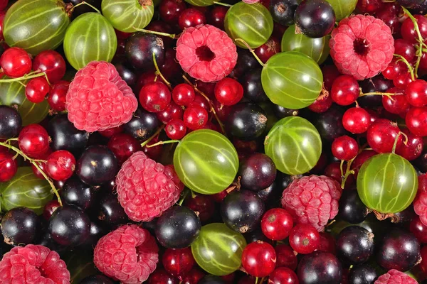 Różnego rodzaju świeże jagody jako tło — Zdjęcie stockowe