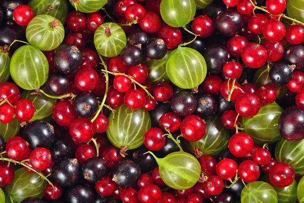 Berbagai jenis berry segar sebagai latar belakang — Stok Foto
