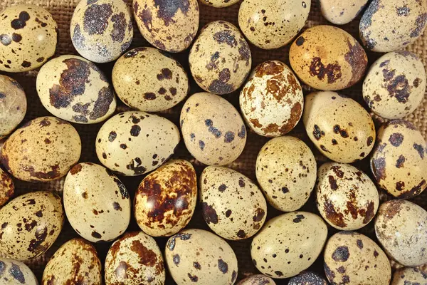 Перепелиные яйца на фоне мешка — стоковое фото