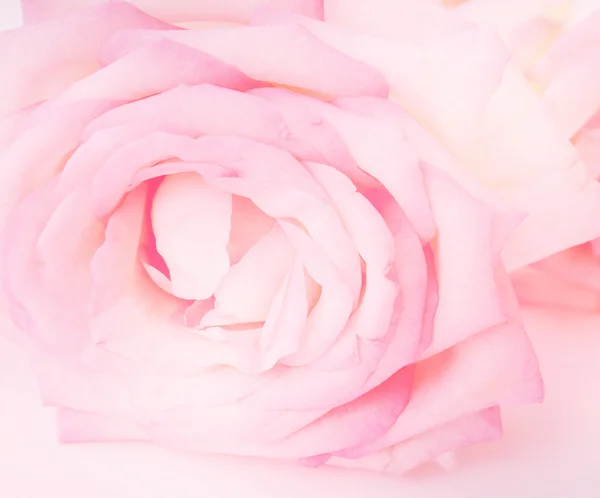 Фиолетовая роза мягкий абстрактный фон. Цветок сладкого фона . — стоковое фото