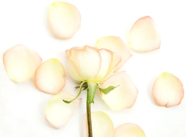 Rosas blancas y pétalos acostados sobre fondo blanco . — Foto de Stock