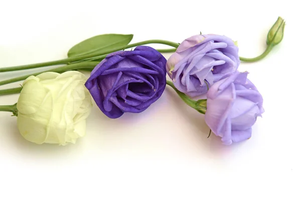 Rosas azuis violetas e brancas — Fotografia de Stock