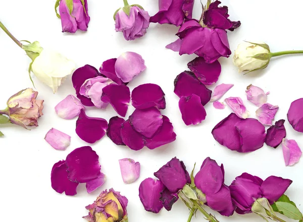 Purple and white roses and purple rose petals — Stock Photo, Image