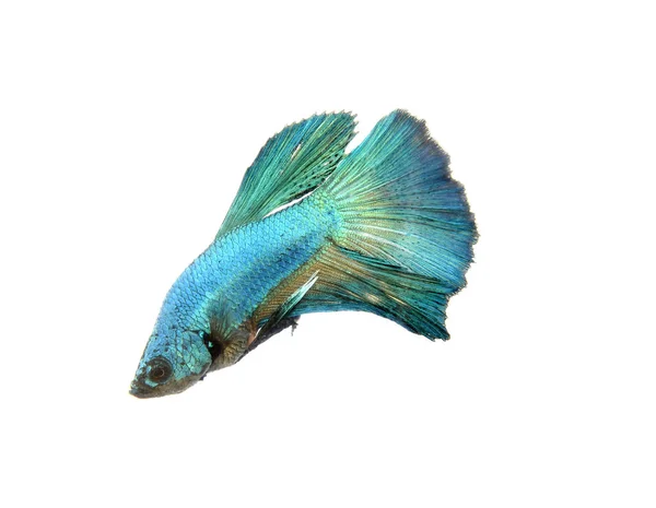 큰 귀 샴 싸우는 물고기 Betta 흰색 배경에 고립의 움직이는 순간 포착 — 스톡 사진