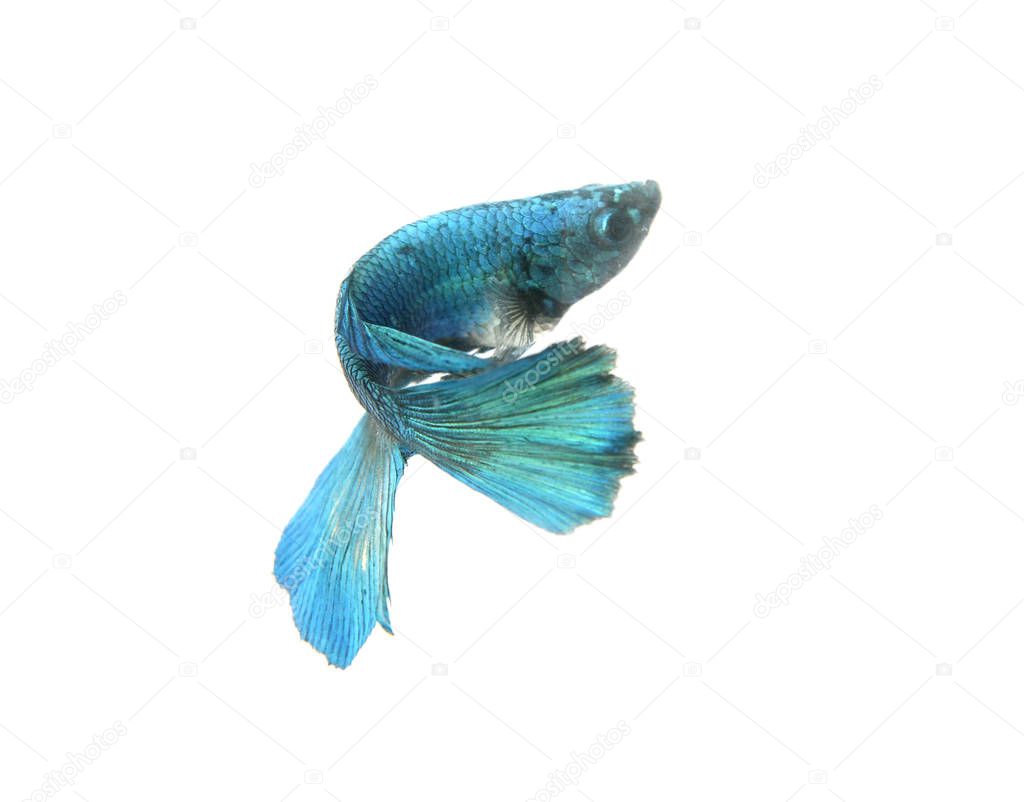 Capture the moving moment of big ear siamese fighting fish isolated on white background, Betta