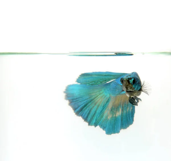 샴 싸우는 물고기, betta splendens 반달 Betta 맑은 물에서 수영 — 스톡 사진