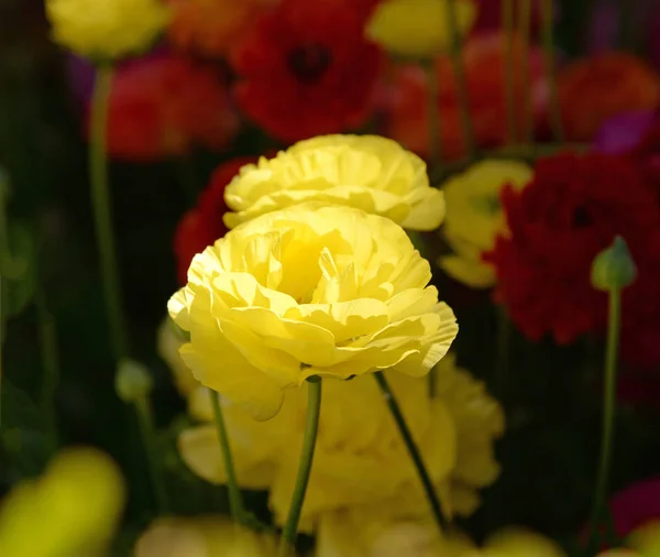 Colorful yellow tulip flowering in the garden and green grass landscape under natural sunlight — Stock Photo, Image