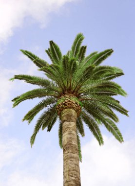 Vintage Palm ağaçlar Vintage - açık yaz gökyüzü