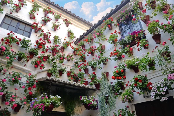 Blommor i blomkruka pÃ ¥vÃ ¤ggarna pÃ ¥gatorna i Cordoba, Spanien — Stockfoto