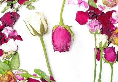 Gül beyaz zemin üzerine kuru yaprakları