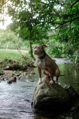Güzel ve sevecen bir köpek