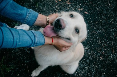 Güzel ve sevecen bir köpek