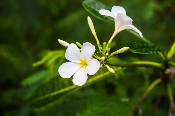 Белые и желтые тропические цветы, Frangipani, Plumeria на ветке дерева . — стоковое фото