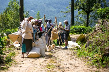 Taze çay Tamil kadınlarla yapraklar çantalarda, Glenloch, Sri Lanka plantasyonunda çay yaprakları, tartmak için bekliyor.