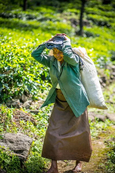 Mujer tamil sonriente, recolectora de té, en la plantación de té de Glenloch, Sri Lanka . —  Fotos de Stock