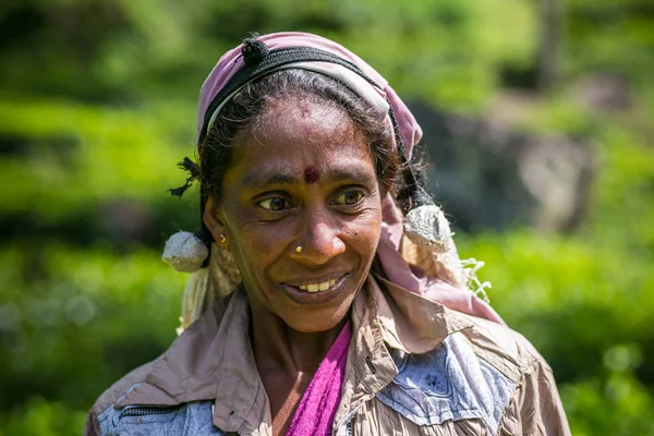 Usmívá tamil žena, pro výběr čaje v čajové plantáže v Glenloch, Srí Lanka. — Stock fotografie