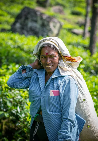 Mujer tamil sonriente, recolectora de té, en la plantación de té de Glenloch, Sri Lanka . — Foto de Stock