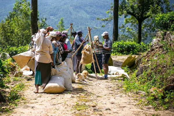 Mulheres tamil com folhas de chá fresco em sacos, esperando para pesar as folhas, na plantação de chá de Glenloch, Sri Lanka . — Fotografia de Stock
