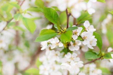 Kiraz dalları beyaz çiçekler ve yeşil yapraklarla kaplıdır. Bir bahar günü çiçekli arka plan.