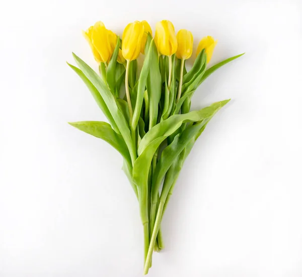 Желтые Тюльпаны Белом Фоне — стоковое фото