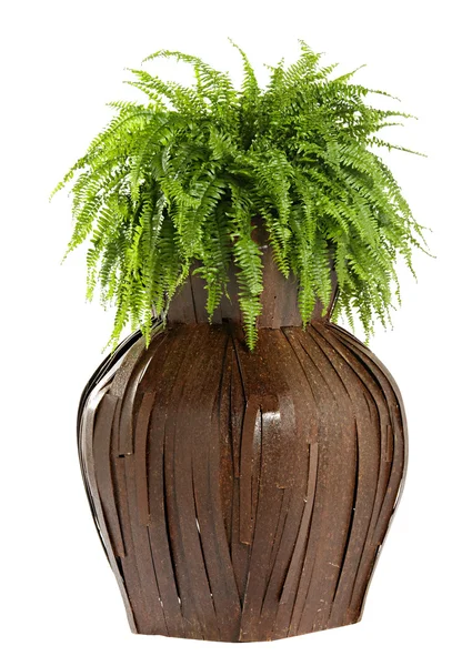Interessante caixa de flor de madeira bulbosa — Fotografia de Stock
